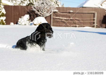 Dark canine frolics outdoors. Energetic black dog bounds through frosty backyard sunlight Dark canine frolics outdoors. Energetic black dog bounds through frosty backyard sunlight 138186099