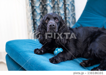 Lively cocker spaniel gazing attentively while perched on cozy sofa with ball beside 138186101