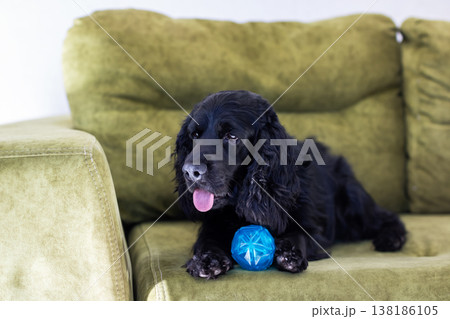 Playful pup lounging on green sofa. Candid photo of cozy pet resting peacefully on velvet 138186105