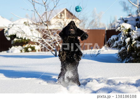 Happy canine leaps to retrieve snowy ball. Energetic dog frolics in snow during winter day Happy canine leaps to retrieve snowy ball. Energetic dog frolics in snow during winter day 138186108