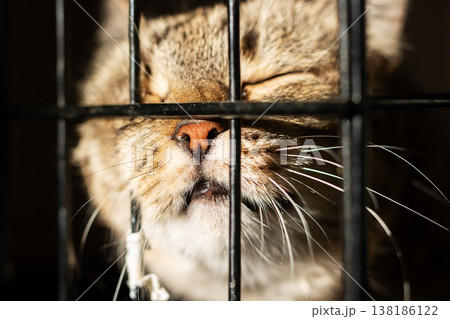 Anxious cat touching cold metal bars. Rescue cat gazes through bars with longing eyes 138186122