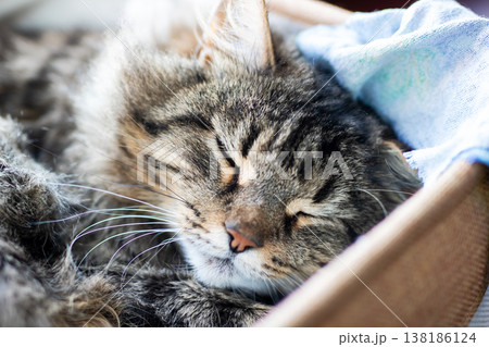 Quiet feline rest. Calm domestic scene of sleeping cat with gentle sunlight spotlighting fur Quiet feline rest. Calm domestic scene of sleeping cat with gentle sunlight spotlighting fur 138186124