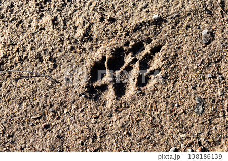 Detailed view of solitary paw print with textured sand and shadow hints of passing creature 138186139