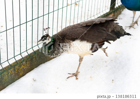 Peaceful peahen methodically treads on icy terrain attentively observing surroundings 138186311