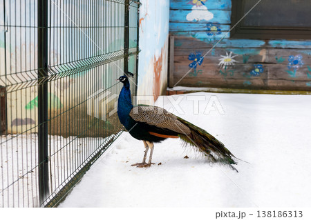 Vivid peacock perches on chilly floor against faded artwork and chainlink fencing Vivid peacock perches on chilly floor against faded artwork and chainlink fencing 138186313