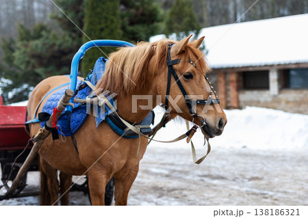 Serene rural setting featuring harnessed chestnut horse ready for transportation Serene rural setting featuring harnessed chestnut horse ready for transportation 138186321