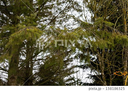 Peaceful woodland imagery capturing textured branches and moss for ecological themes and aesthetics 138186325