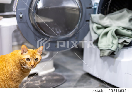 Indoor scene showing playful ginger cat investigating open washing machine drum with alertness 138186334