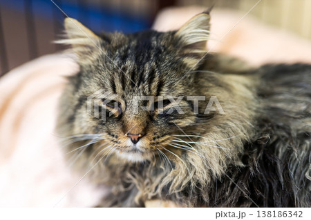 Shelter cat with soulful eyes. Closeup of feline with textured coat and emotional gaze 138186342