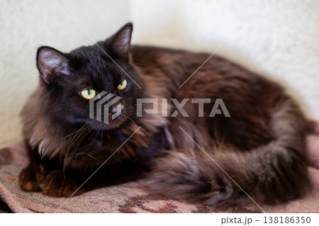 Serene indoor cat resting peacefully. Relaxed longhaired cat lying on cozy blanket indoors Serene indoor cat resting peacefully. Relaxed longhaired cat lying on cozy blanket indoors 138186350