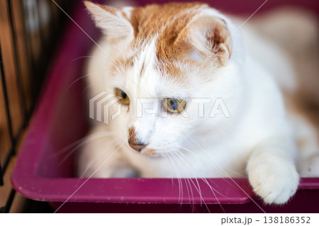 Thoughtful feline in cozy enclosure. Contemplative orange cat curled up within purple container 138186352