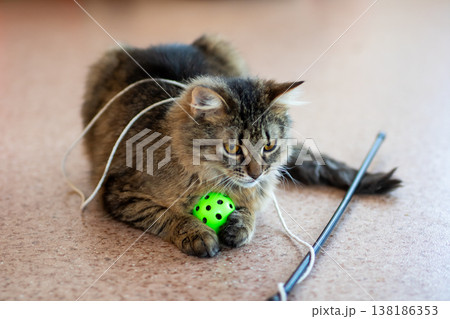 Lively cat exhibits focused attention and lively movement during engaging toy play session 138186353