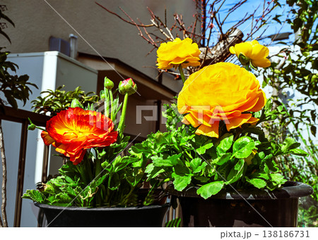 ラナンキュラスの花 ラナンキュラスの花 138186731