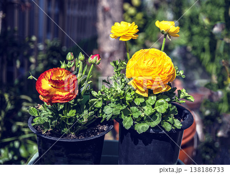 ラナンキュラスの花 ラナンキュラスの花 138186733