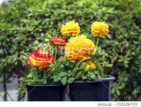 ラナンキュラスの花 ラナンキュラスの花 138186735