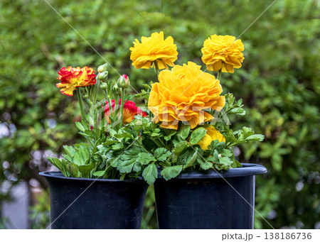 ラナンキュラスの花 ラナンキュラスの花 138186736