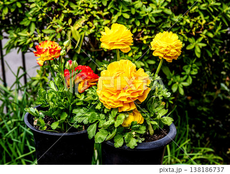 ラナンキュラスの花 ラナンキュラスの花 138186737