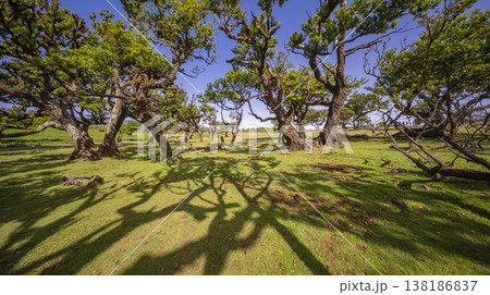 Mystical Fanal Forest, Madeira, Portugal Mystical Fanal Forest, Madeira, Portugal 138186837