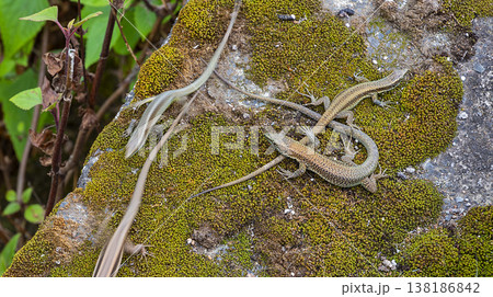 Madeiran Wall Lizard, Madeira, Portugal 138186842