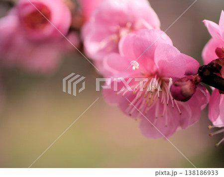 晴れた3月に美しく咲いたピンク色の梅の花「未開紅（ミカイコウ）」 138186933