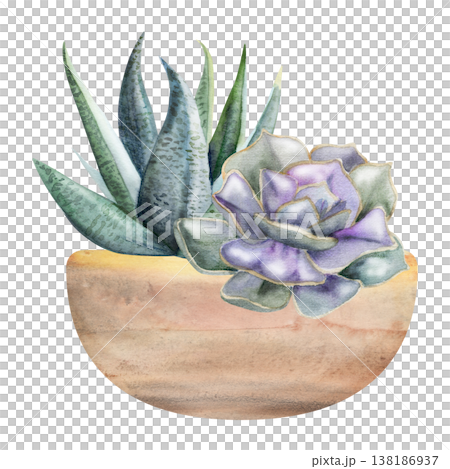 Aloe, sansevieria snake plant, agave. Echeveria rosettes potted in textured terracotta clay cachepot. Isolated illustration hand drawn in watercolor. Wall art for modern interiors, florist branding 138186937