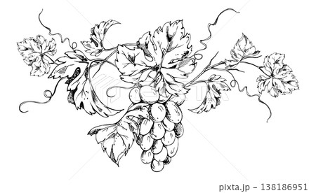 Botanical grapevine composition hand drawn with fine ink lines, grape clusters, leaves and flowing tendrils. Isolated vector illustration. Winery branding, vineyard maps, packaging, stationery design. Botanical grapevine composition hand drawn with fine ink lines, grape clusters, leaves and flowing tendrils. Isolated vector illustration. Winery branding, vineyard maps, packaging, stationery design. 138186951