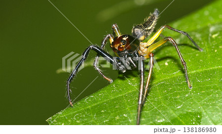 Tropical Spider, Amazonia, Ecuador Tropical Spider, Amazonia, Ecuador 138186980