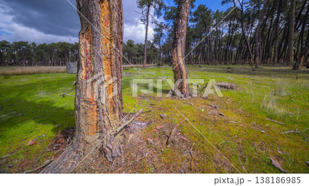 Maritime Pine Resin Industry, Spain 138186985
