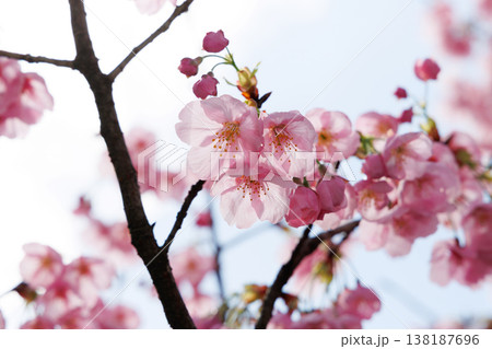満開の河津桜 138187696