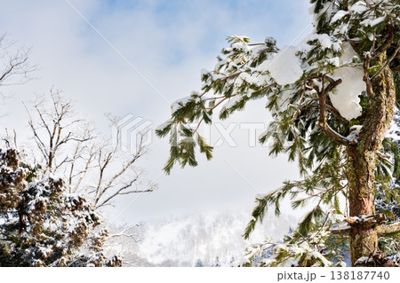 青空と雪を冠した松の木と冬の山並み 青空と雪を冠した松の木と冬の山並み 138187740