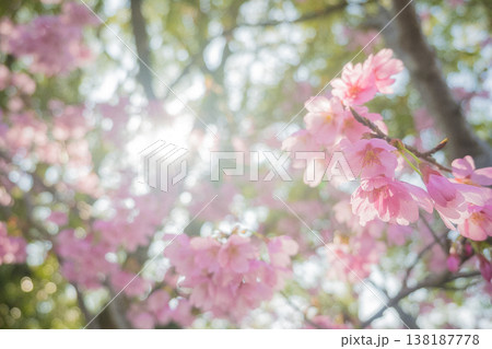 「公園」(4月)【桜】春の光を浴びる桜の花　4月の桜の木下で花見をする 138187778