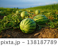 Green watermelons in the field, closeup of photo. Summer 138187789