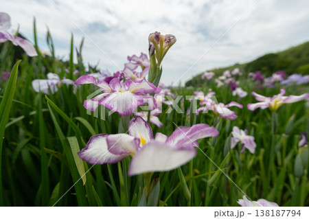 花菖蒲 138187794