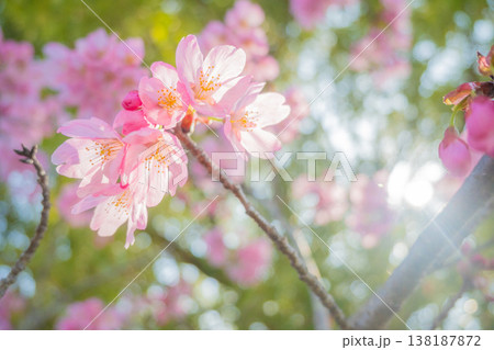 「公園」(4月)【桜】春の光を浴びる桜の花 4月の桜の木下で花見をする 「公園」(4月)【桜】春の光を浴びる桜の花 4月の桜の木下で花見をする 138187872