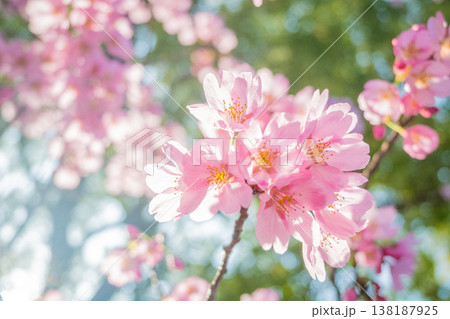 「公園」(4月)【桜】春の光を浴びる桜の花 4月の桜の木下で花見をする 「公園」(4月)【桜】春の光を浴びる桜の花 4月の桜の木下で花見をする 138187925