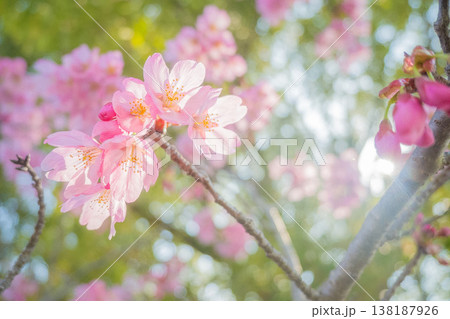 「公園」(4月)【桜】春の光を浴びる桜の花　4月の桜の木下で花見をする 138187926