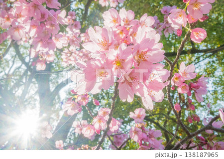 「公園」(4月)【桜】春の光を浴びる桜の花 4月の桜の木下で花見をする 「公園」(4月)【桜】春の光を浴びる桜の花 4月の桜の木下で花見をする 138187965