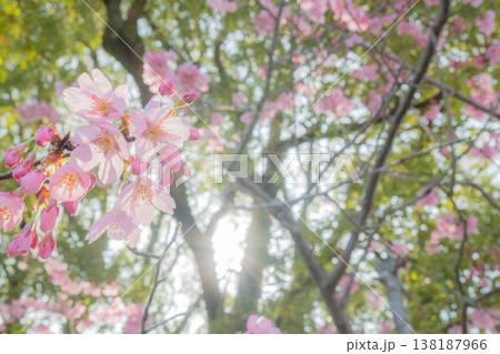 「公園」(4月)【桜】春の光を浴びる桜の花　4月の桜の木下で花見をする 138187966