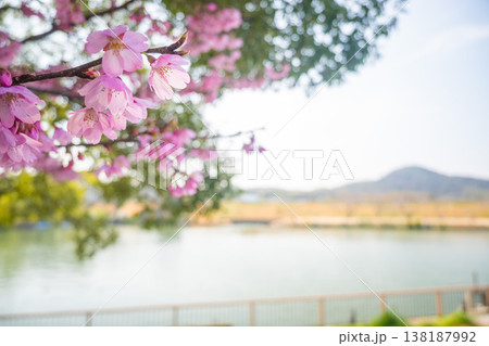 「公園」(4月)【桜】春の光を浴びる桜の花　4月の桜の木下で花見をする 138187992