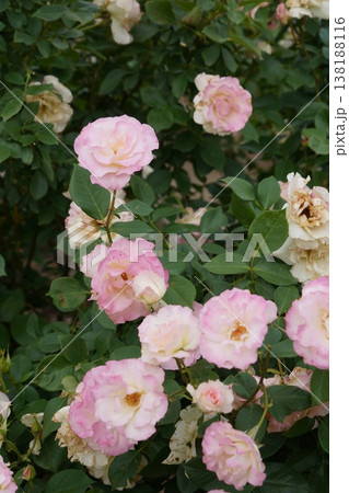 長野県坂城町のさかき千曲川バラ公園は山々に囲まれた千曲川のほとりに素晴らしいバラ公園があります。 138188116