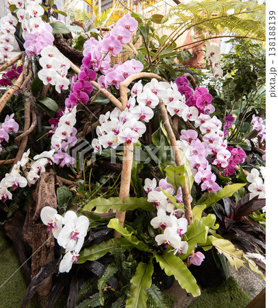 蘭 ラン 洋ラン 138188139