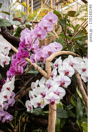 蘭 ラン 洋ラン 138188140