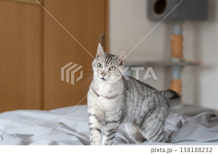 おもちゃで遊ぶ可愛い猫　サバトラ猫 138188232