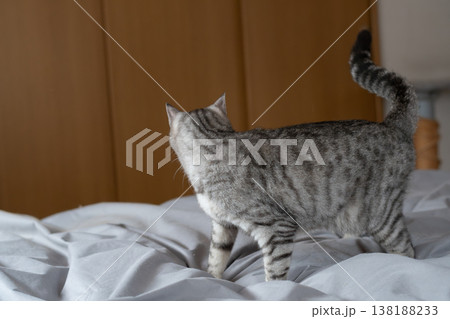 おもちゃで遊ぶ可愛い猫 サバトラ猫 おもちゃで遊ぶ可愛い猫 サバトラ猫 138188233