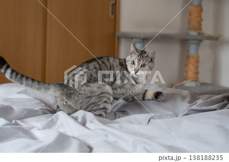 おもちゃで遊ぶ可愛い猫 サバトラ猫 おもちゃで遊ぶ可愛い猫 サバトラ猫 138188235