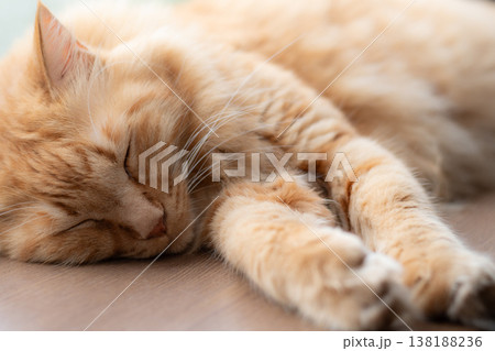 丸まって眠る可愛い猫　茶トラ猫 138188236