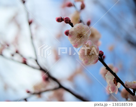 晴れた3月に美しく咲いた白い梅の花「酔心梅(スイシンバイ)」 晴れた3月に美しく咲いた白い梅の花「酔心梅(スイシンバイ)」 138188539