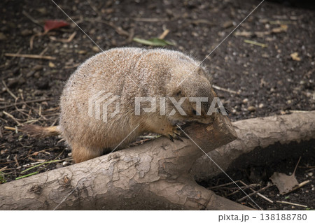 オグロプレーリードッグ 138188780