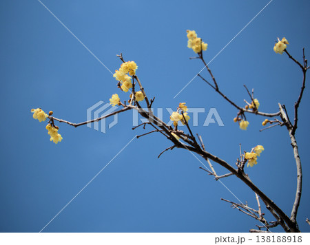 晴れた3月に咲いた可憐なソシンロウバイの花 138188918