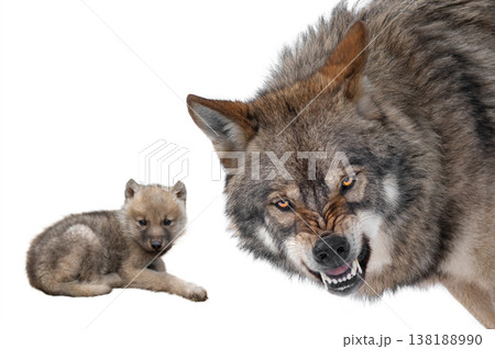 she-wolf protects her baby isolated on white background she-wolf protects her baby isolated on white background 138188990